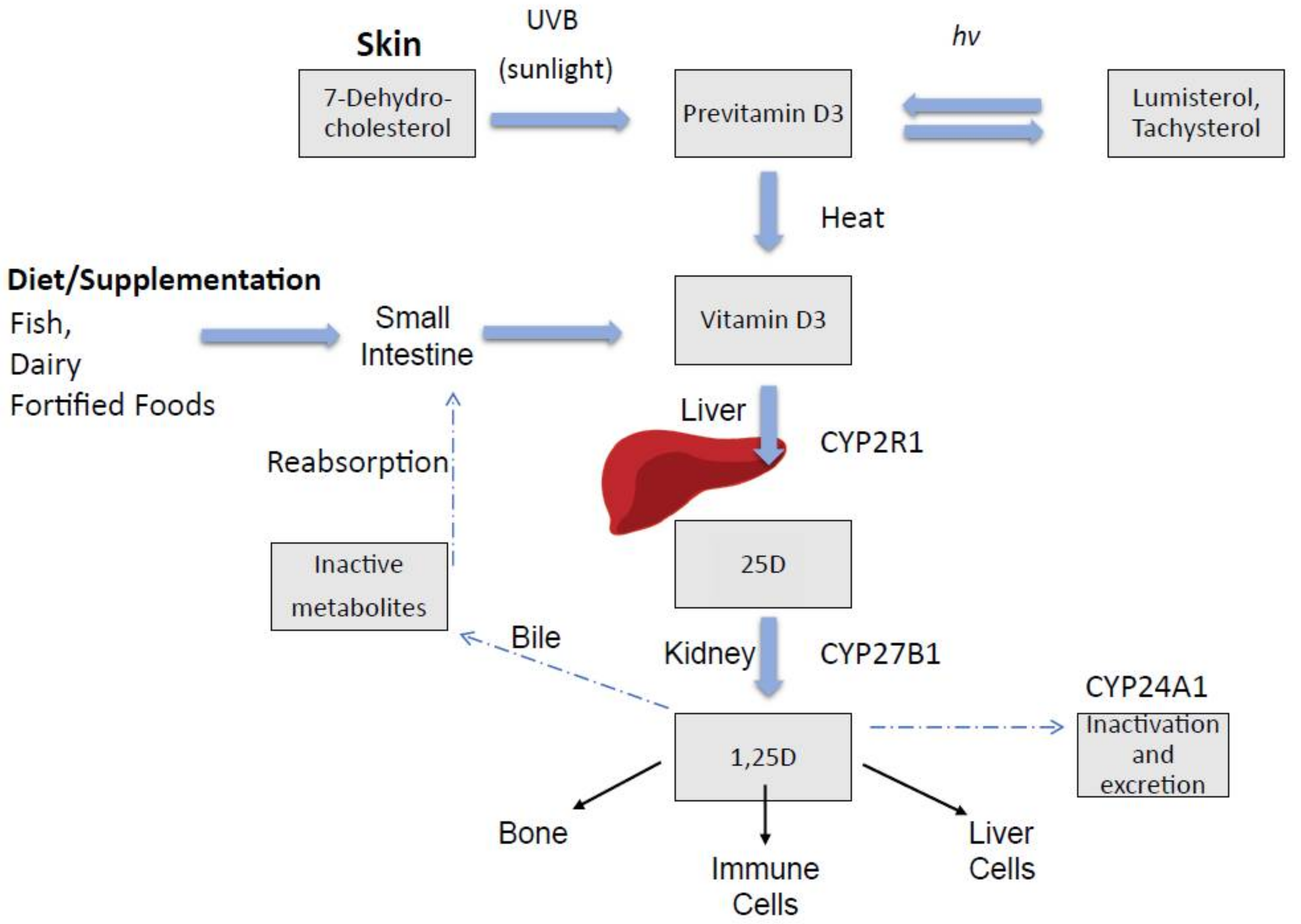 vitamin d synthesis from cholesterol