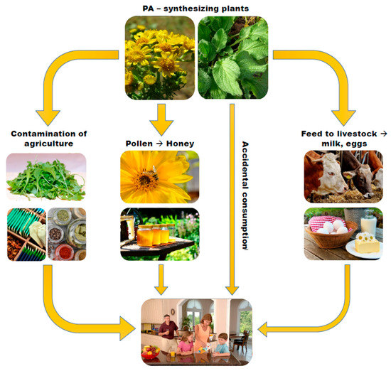 Nutrients | Free Full-Text | A Balanced Risk-Benefit Analysis to ...