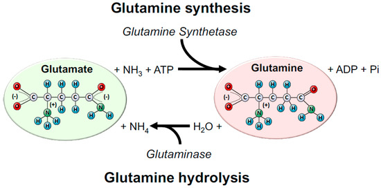 L-Glutamine (L-Glutamic acid 5-amide), Endogenous Metabolite