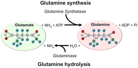 Nutrients | Free Full-Text | Glutamine: Metabolism and Immune Function,  Supplementation and Clinical Translation