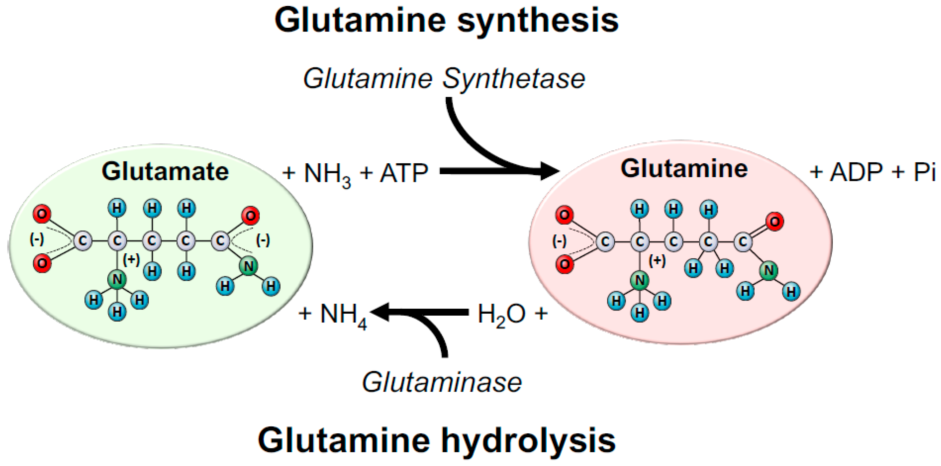 Glutamine Metabolism And Immune Function Supplementation And Clinical Glutamine Metabolism And Immune Function Supplementation And Clinical