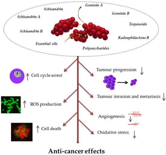 Schisandrin Schisandrin