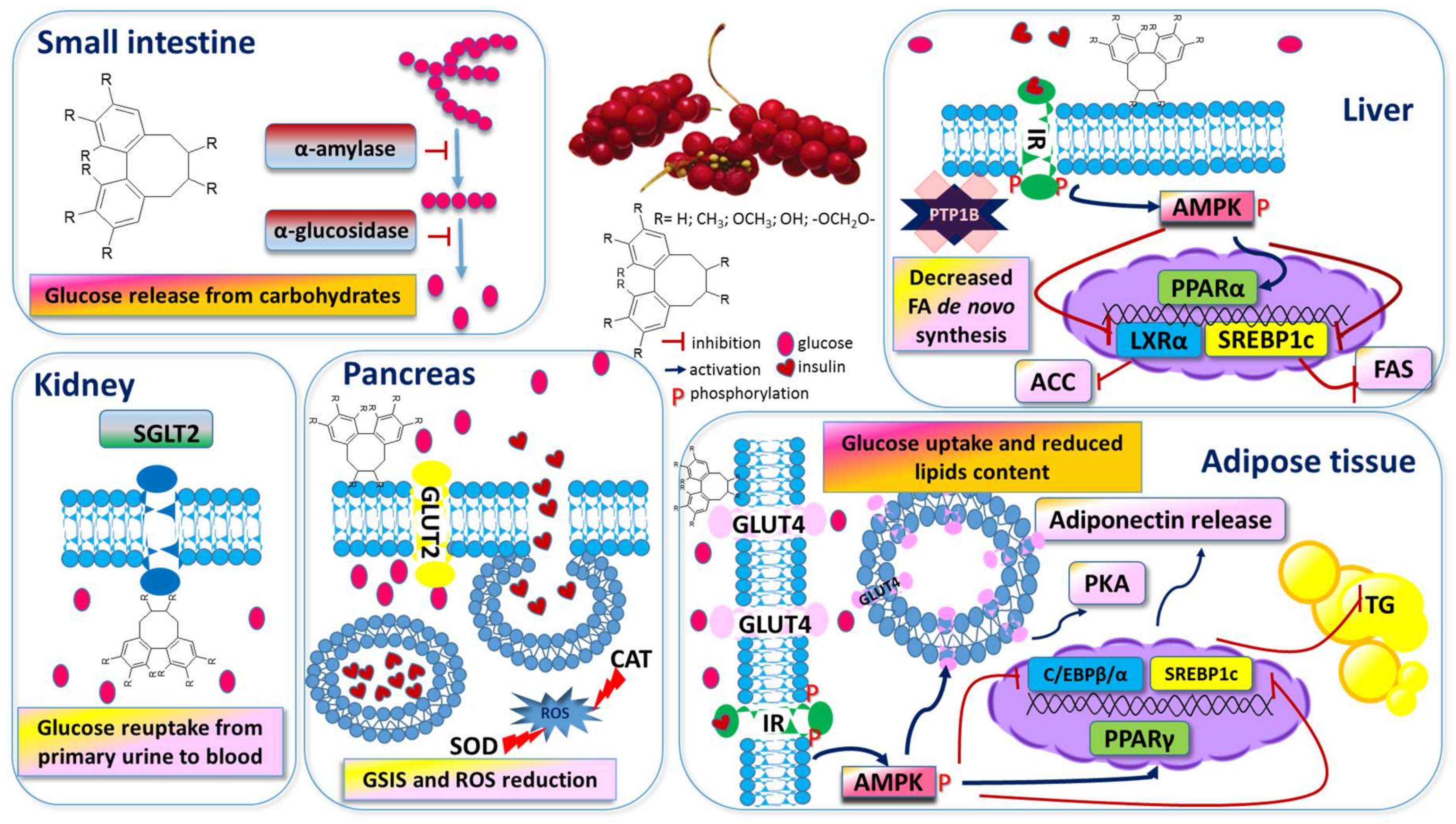 Schisandrin Schisandrin