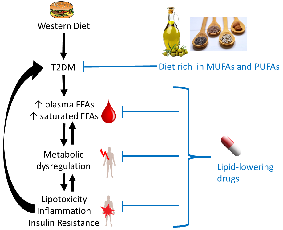Plamsa 5=-AMP (pAMP) and uric acid (UA) elevated in type 2 diabetic