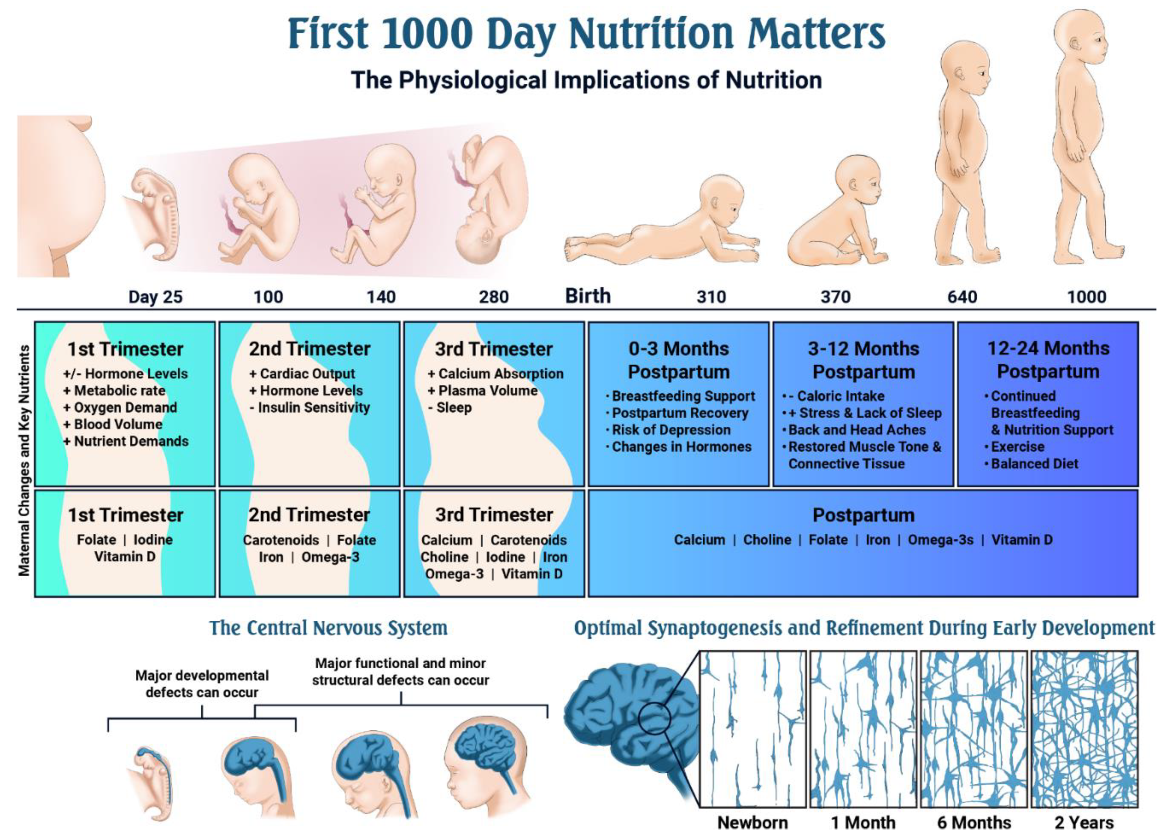 Nutrition in Pregnancy and Lactation – Nutrition: Science and Everyday  Application