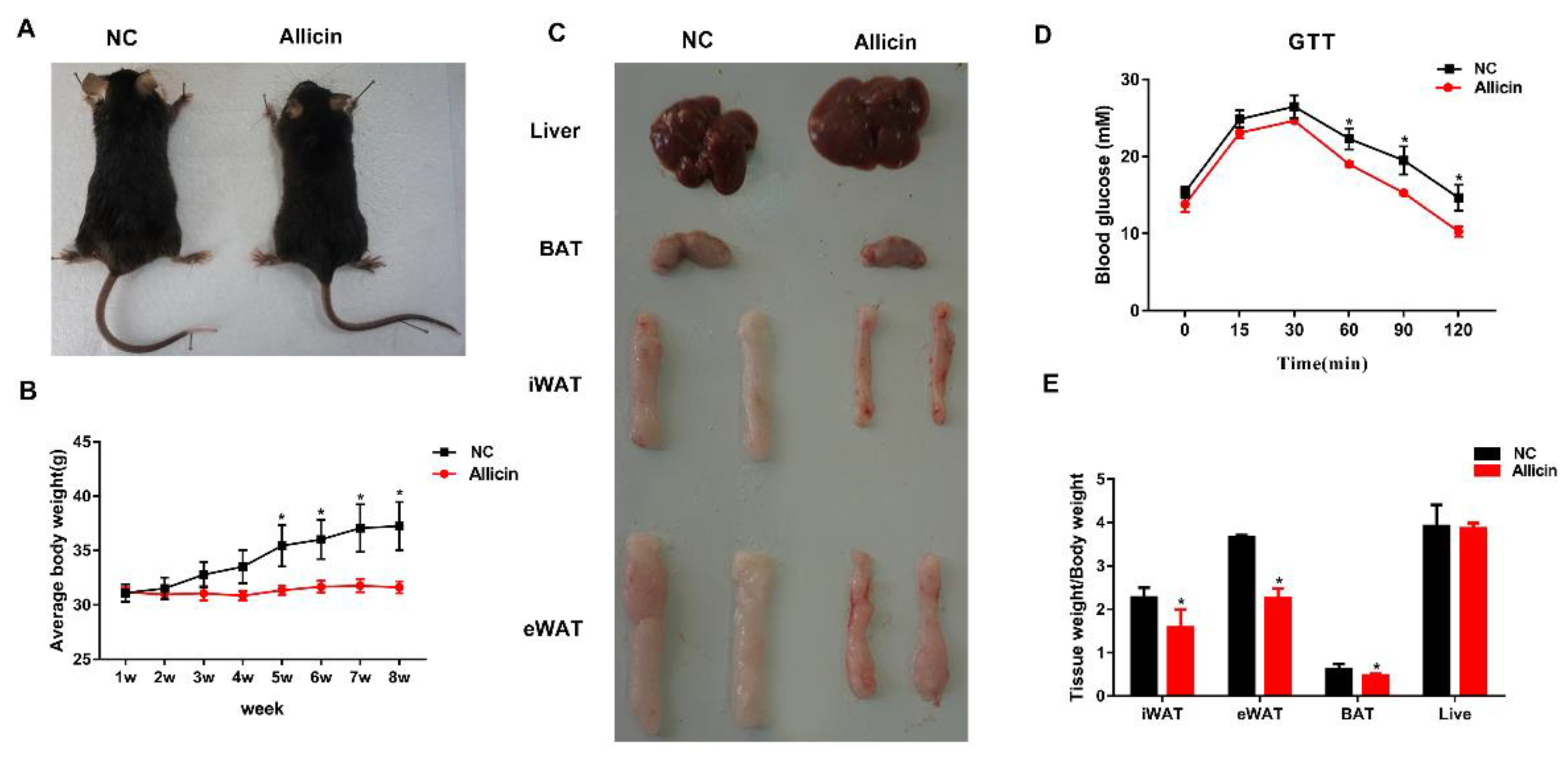 Nutrients | Free Full-Text | Allicin Improves Metabolism in High-Fat Diet-Induced  Obese Mice by Modulating the Gut Microbiota