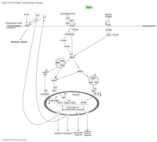 Nutrients | Free Full-Text | Bifidobacterium animalis subsp. lactis 420 ...