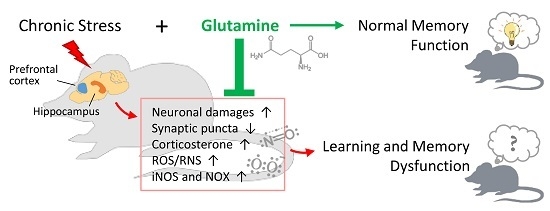 Glutamine and cognitive function