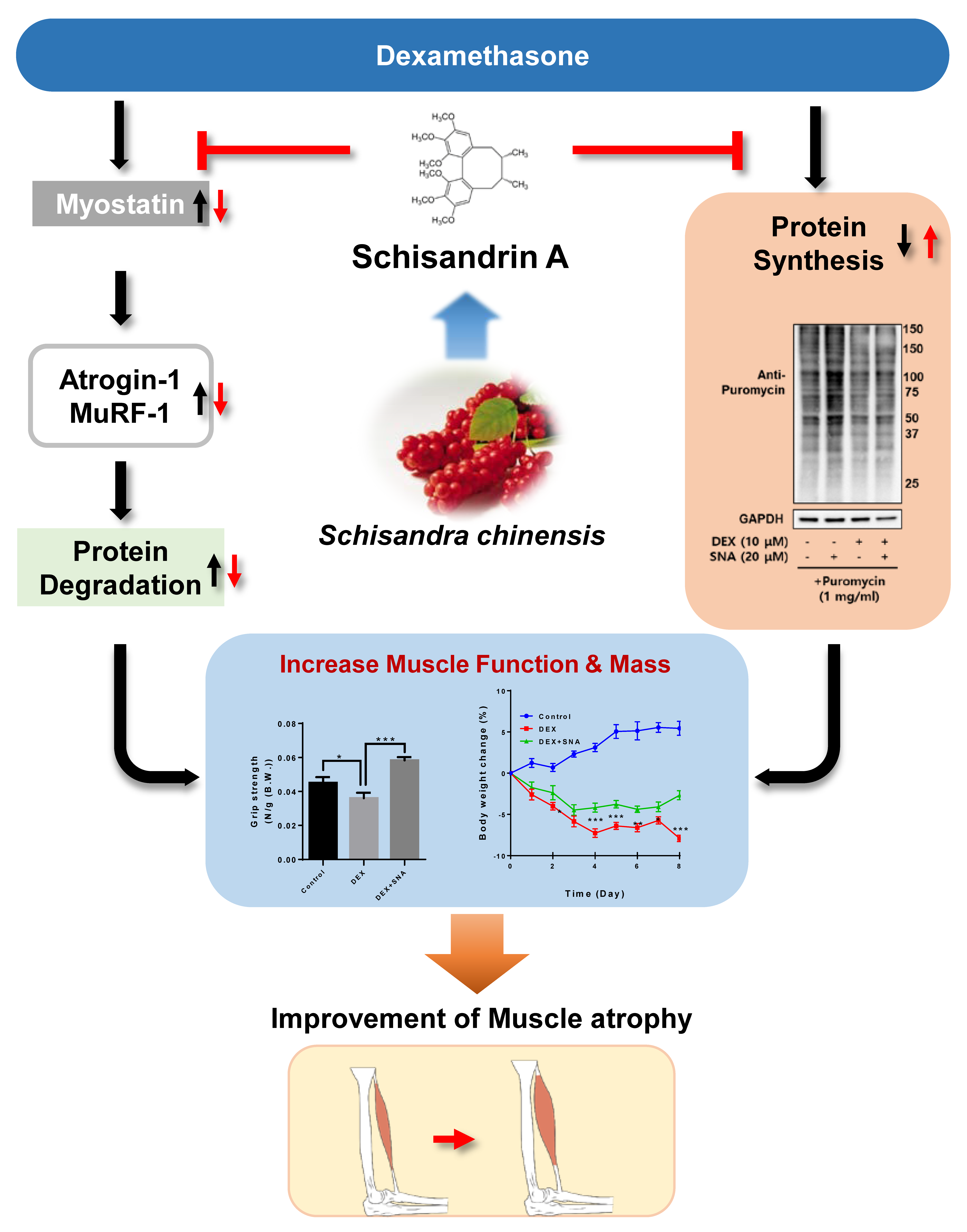 Preventive Effects of Schisandrin A Preventive Effects of Schisandrin A