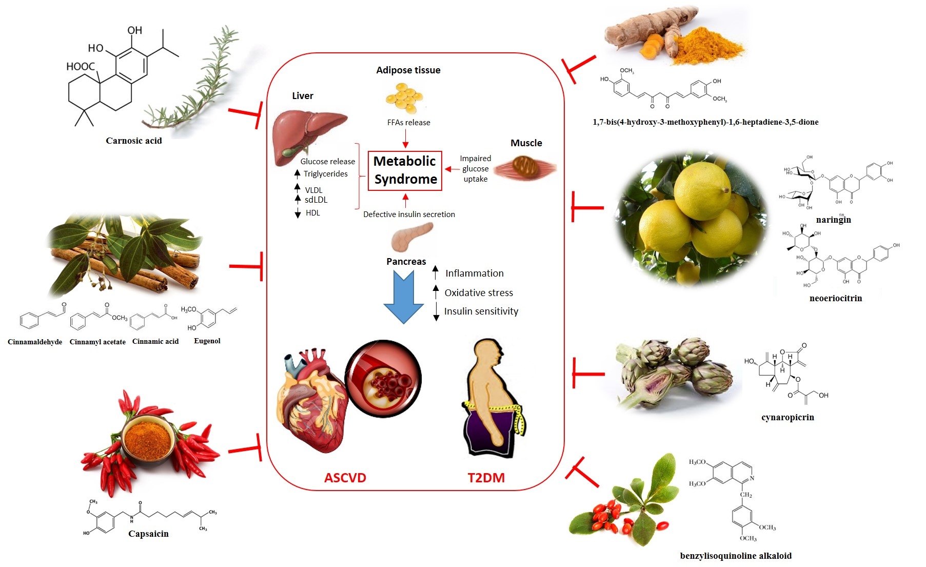 Nutrients | Free Full-Text | The Effect of Natural Antioxidants in 