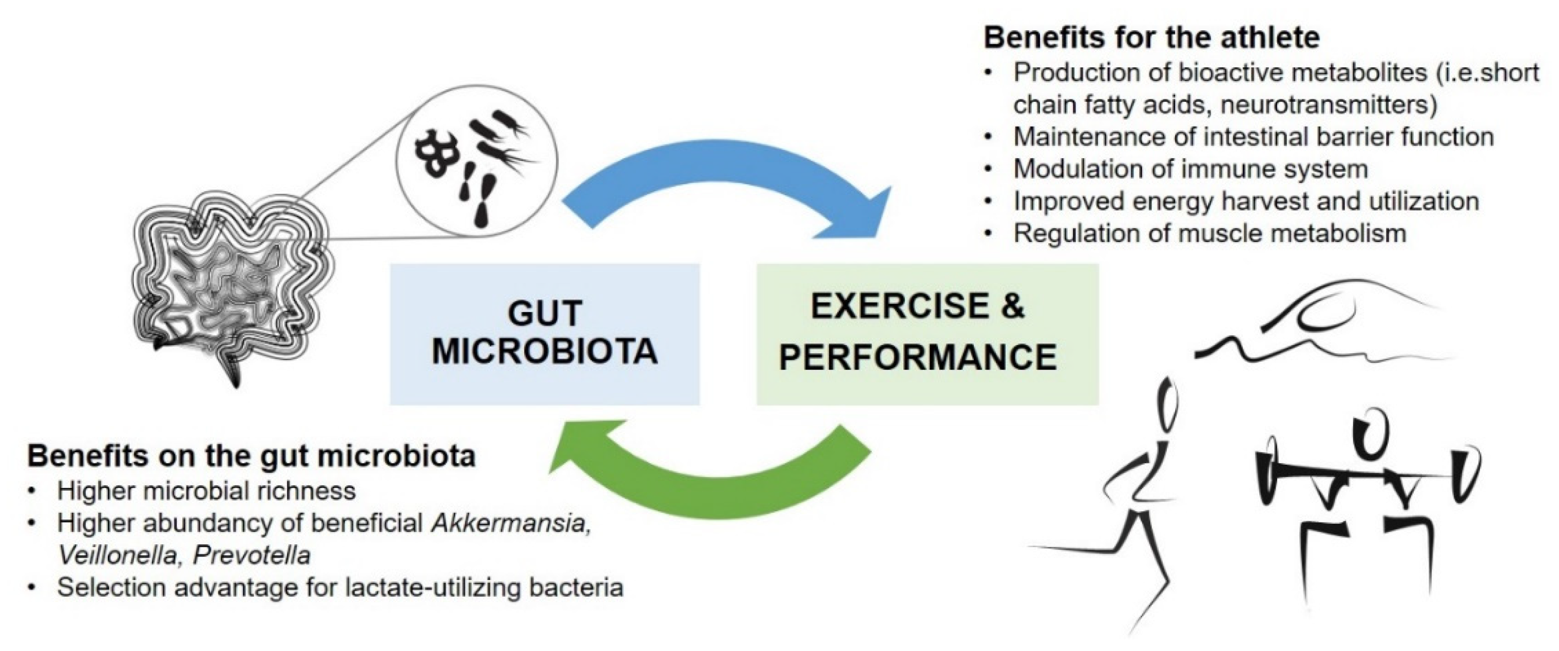 Nutrients Free Full-Text Gut Microbiota, Probiotics and Physical Performance in Athletes and Physically Active Individuals image