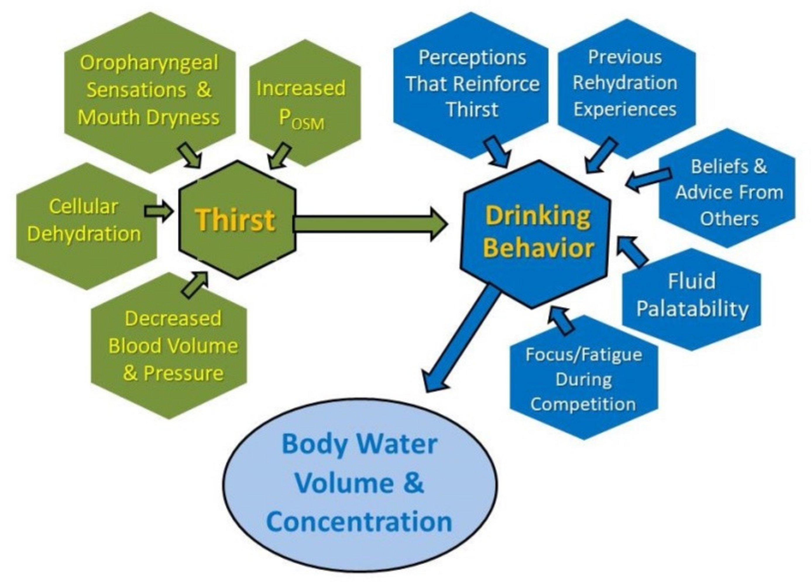 Rehydration strategies after exercise