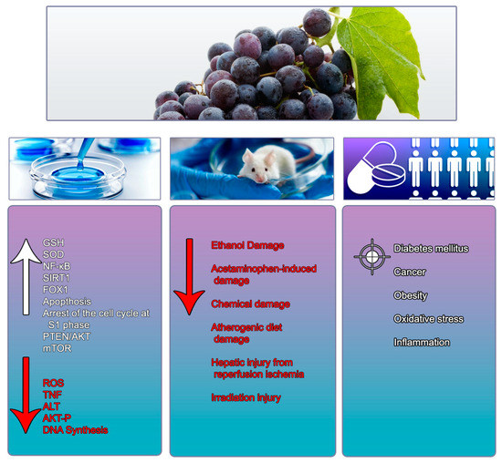 Nutrients Free Full Text The Role Of Resveratrol In Liver Disease A Comprehensive Review From In Vitro To Clinical Trials
