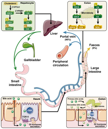 Nutrients Free Full Text Role Of Bile Acids In The Regulation Of