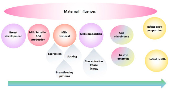 New insights into the release of microplastics from breastmilk