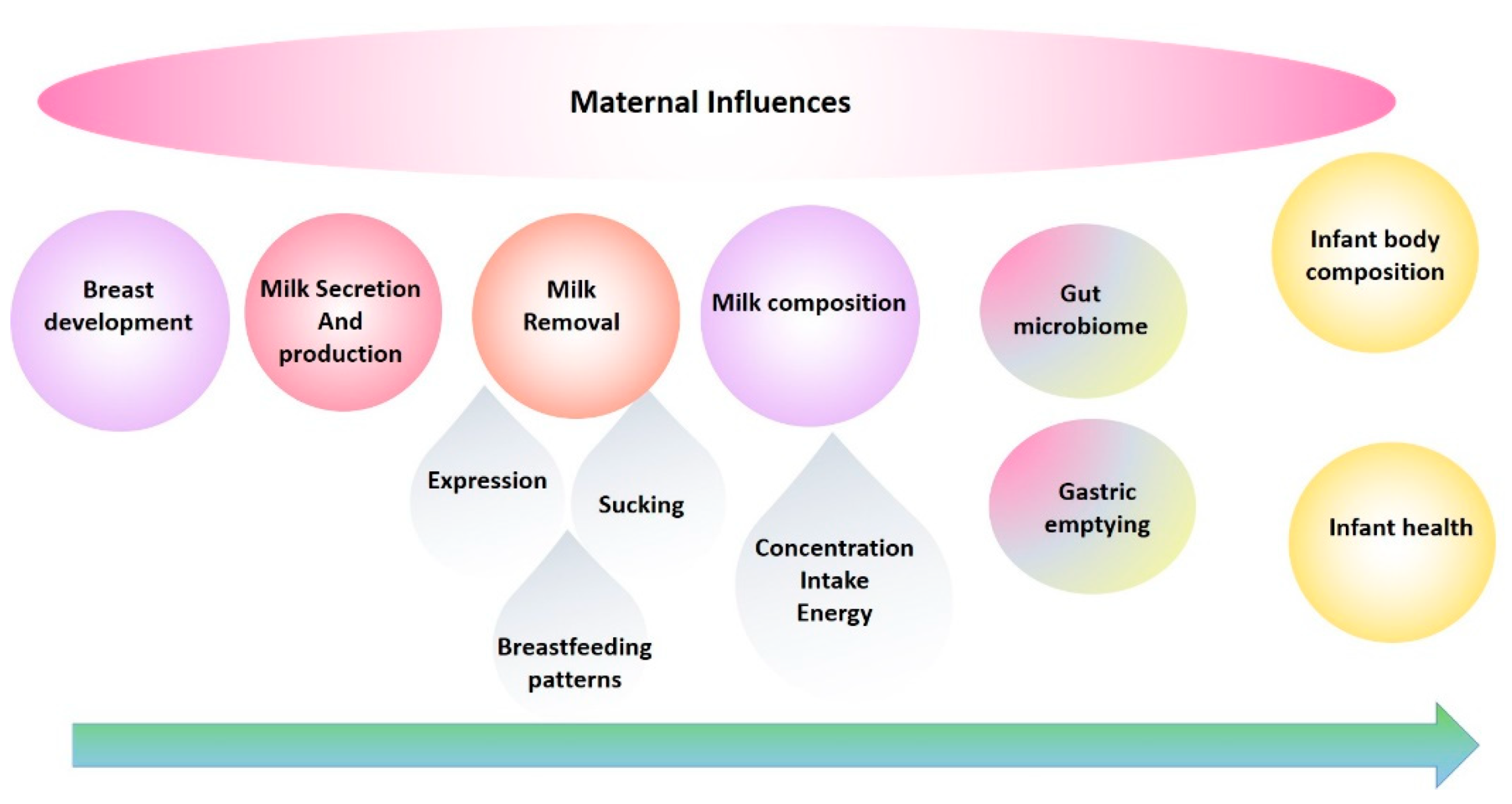 2621px x 1394px - Nutrients | Free Full-Text | 25 Years of Research in Human Lactation: From  Discovery to Translation