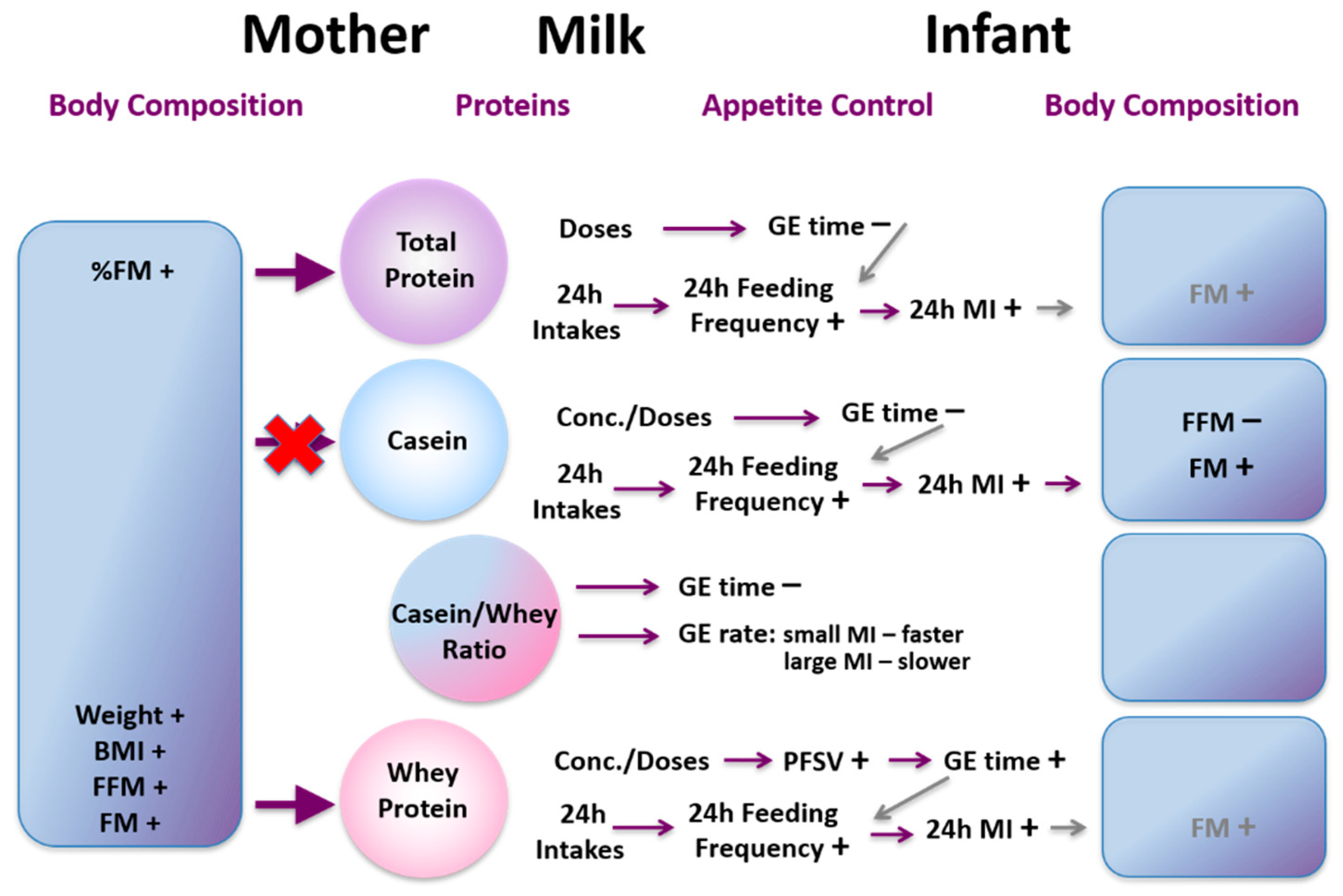Nutrients Free Full-Text 25 Years of Research in Human Lactation From Discovery to Translation