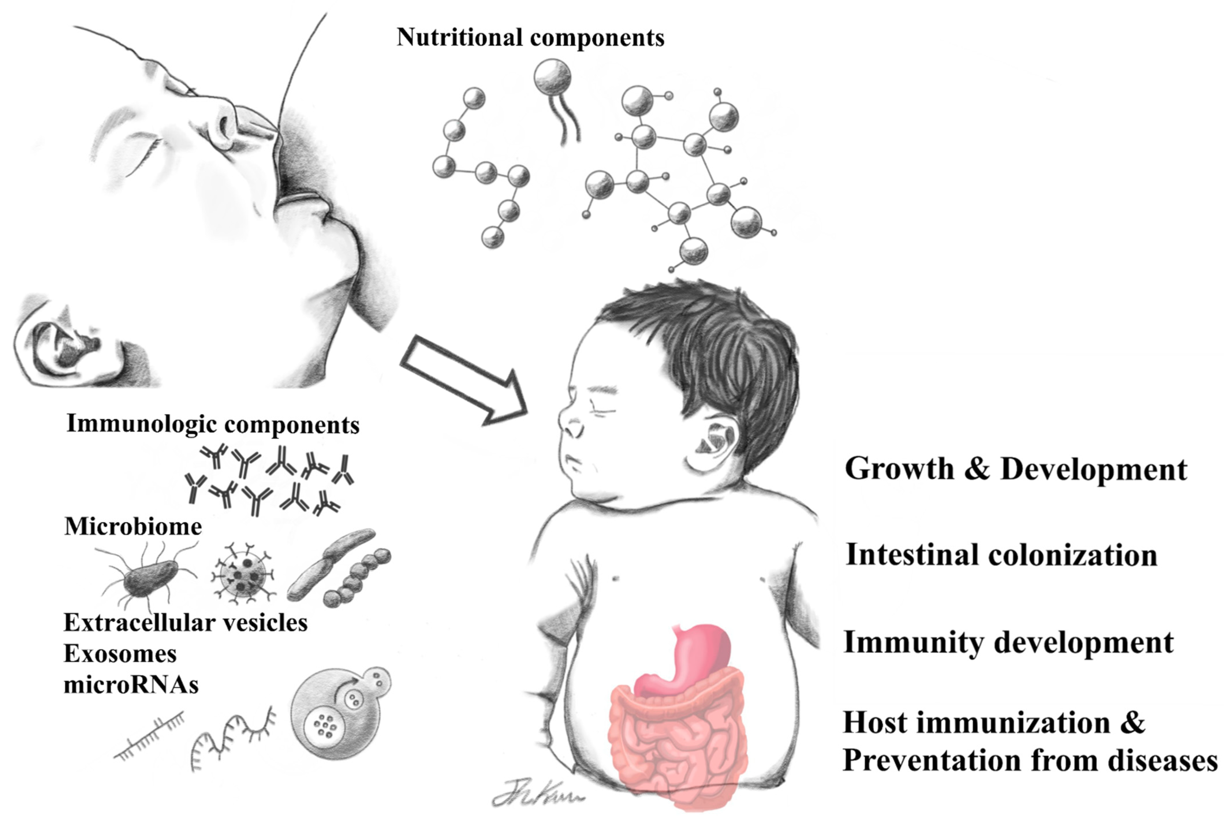 Nutrients Free Full-Text Human Breast Milk Composition and Function in Human Health From Nutritional Components to Microbiome and MicroRNAs pic