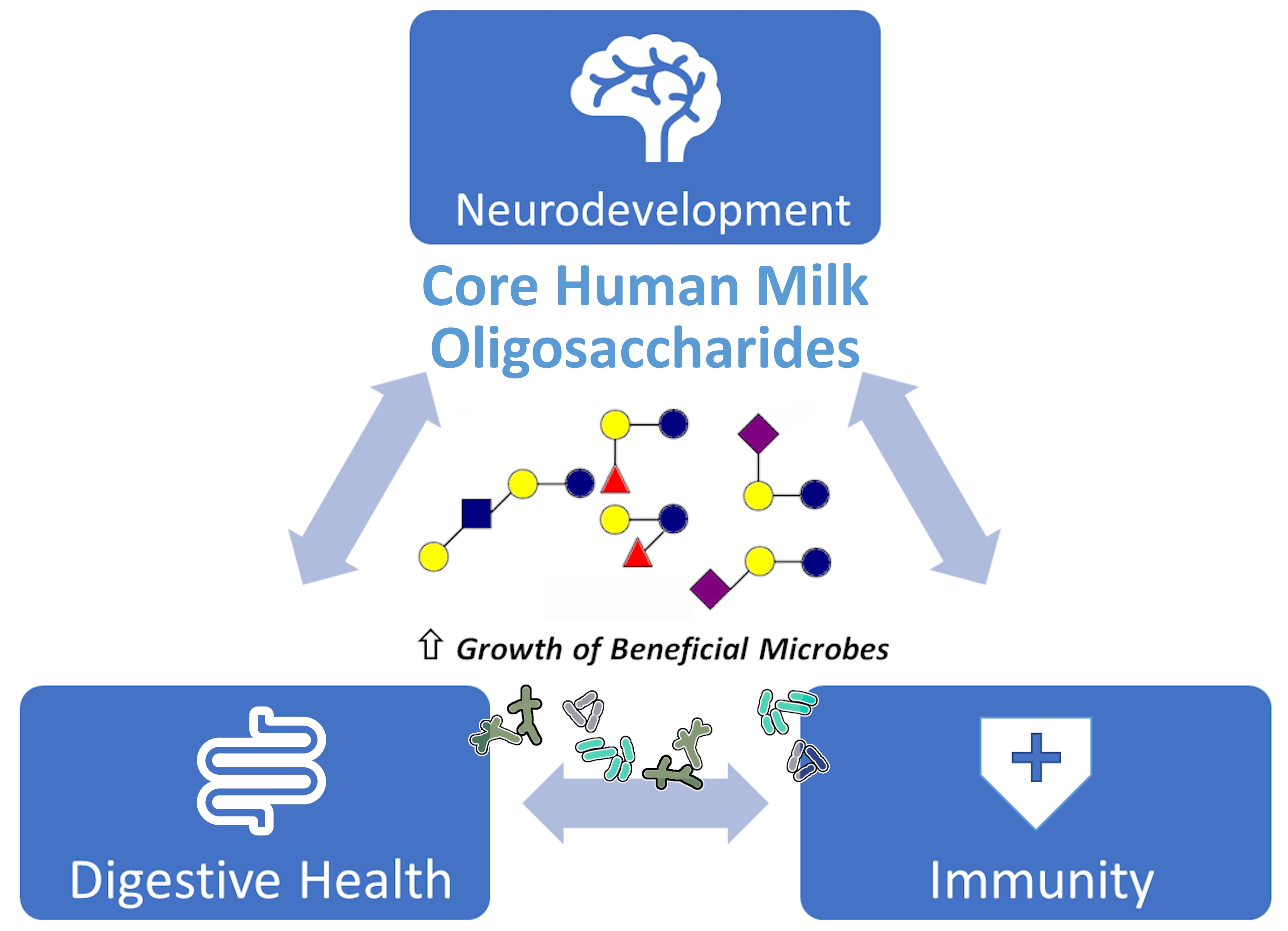 Characterization and Quantification of Oligosaccharides in Human Milk and  Infant Formula