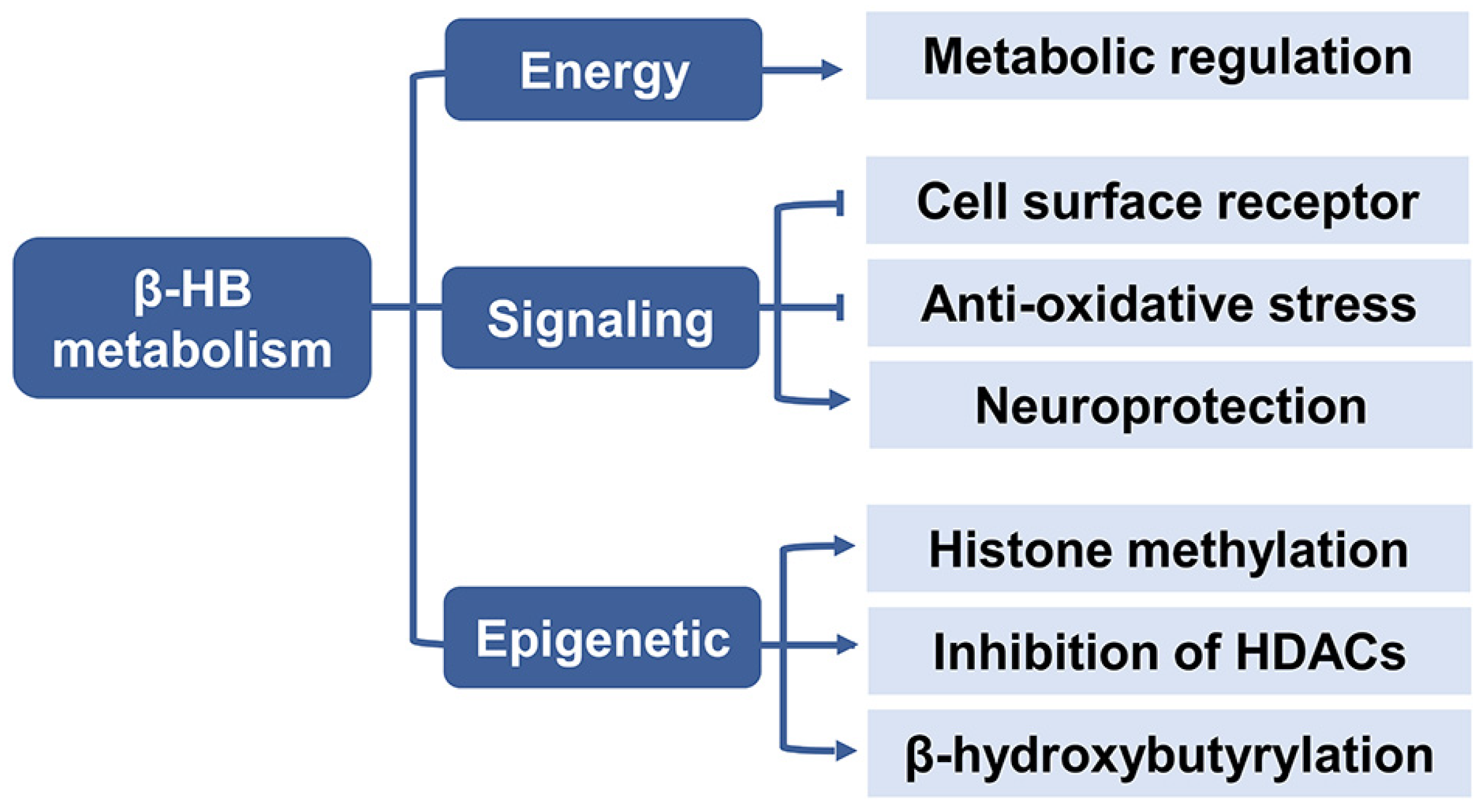 Frontiers  Metabolism of Exogenous D-Beta-Hydroxybutyrate, an