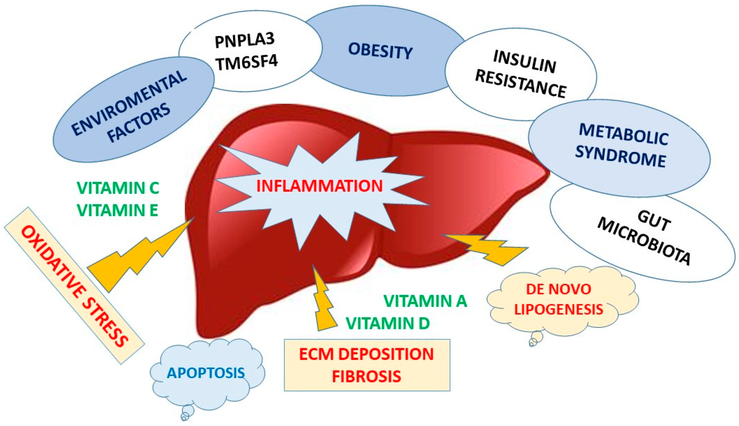 Liver health and vitamin intake