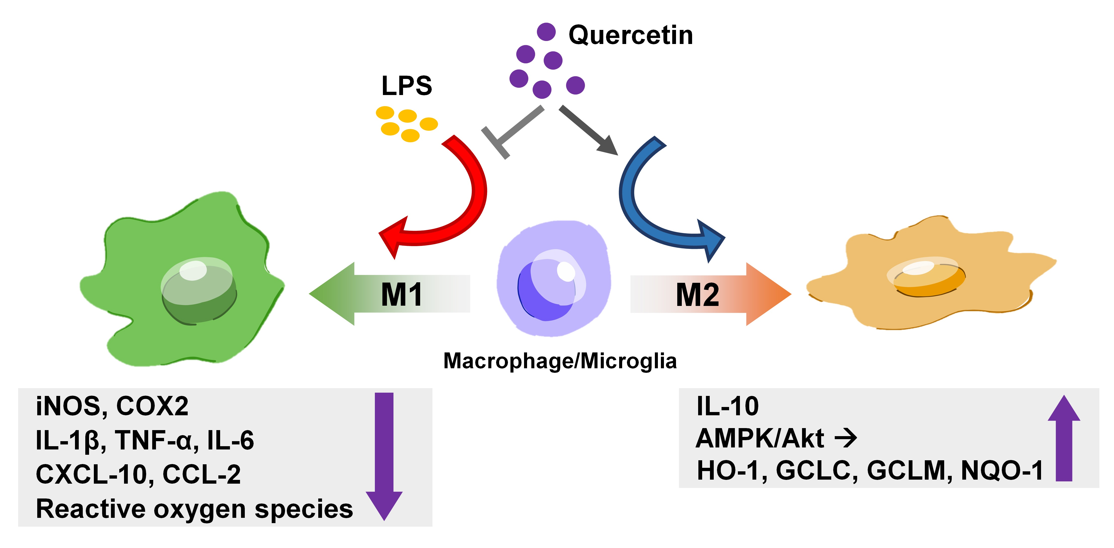 macrophage activation m1 m2
