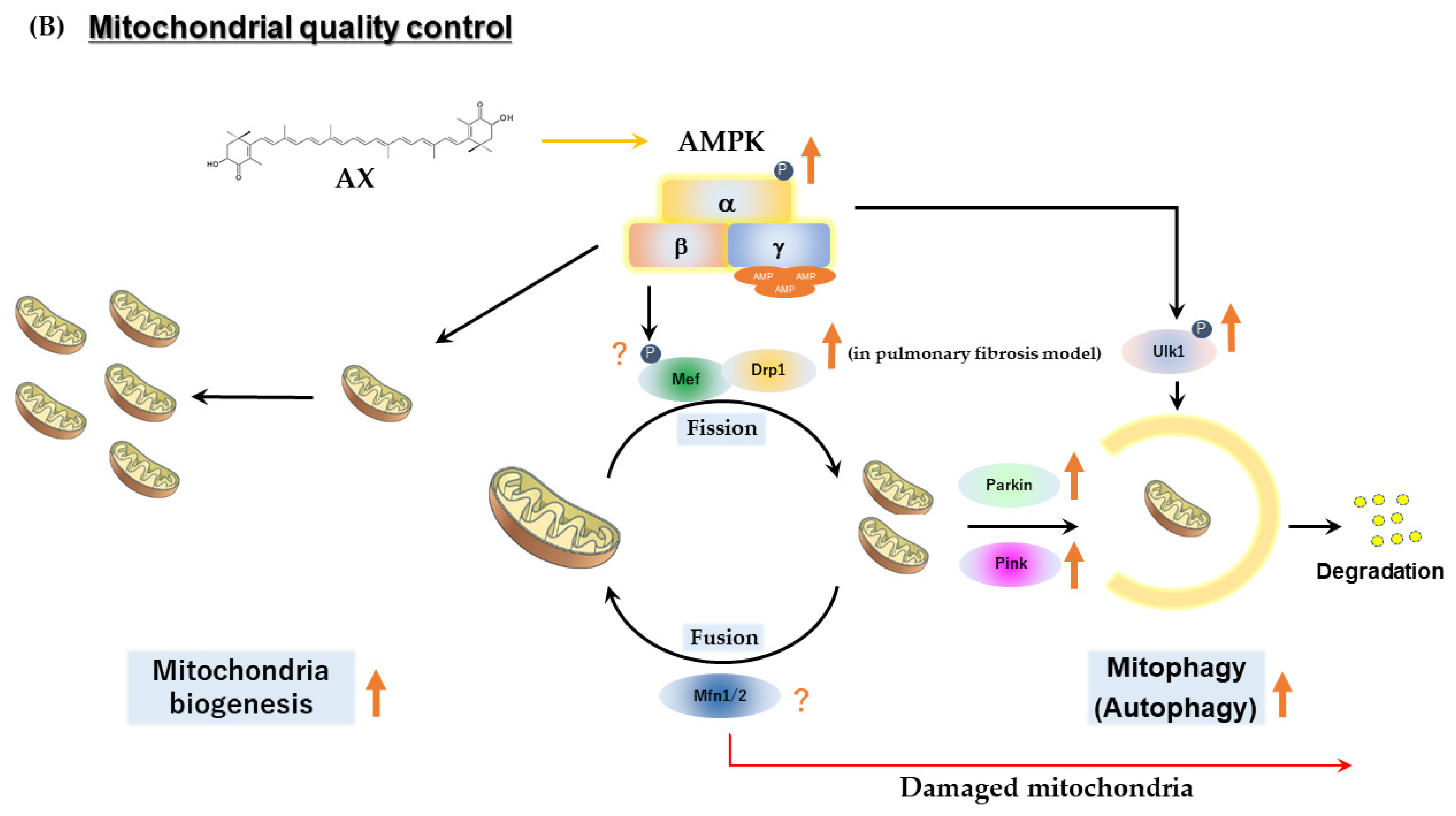 Nutrients Free Full-Text Astaxanthin as a Novel Mitochondrial Regulator A New Aspect of Carotenoids, beyond Antioxidants pic