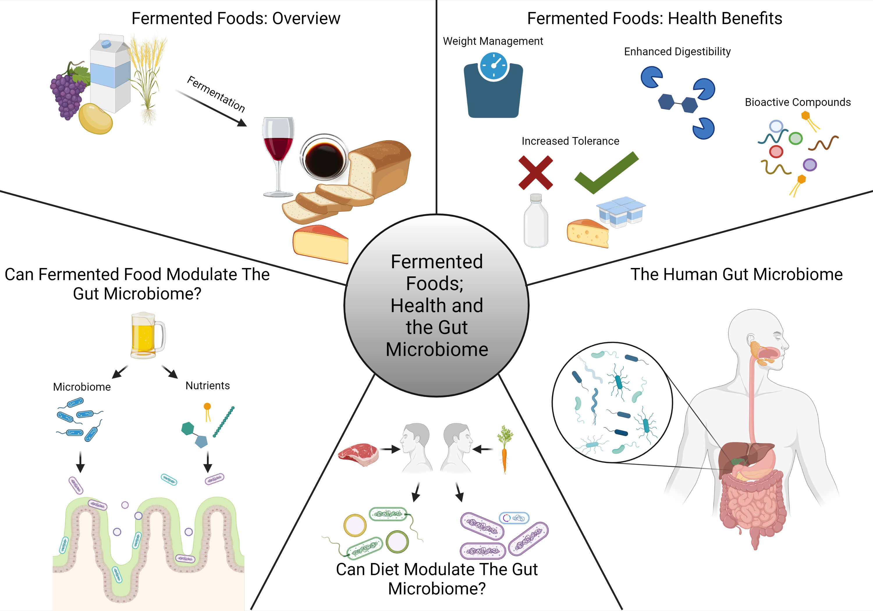 IV. Benefits of Fermented Feed for Gut Health
