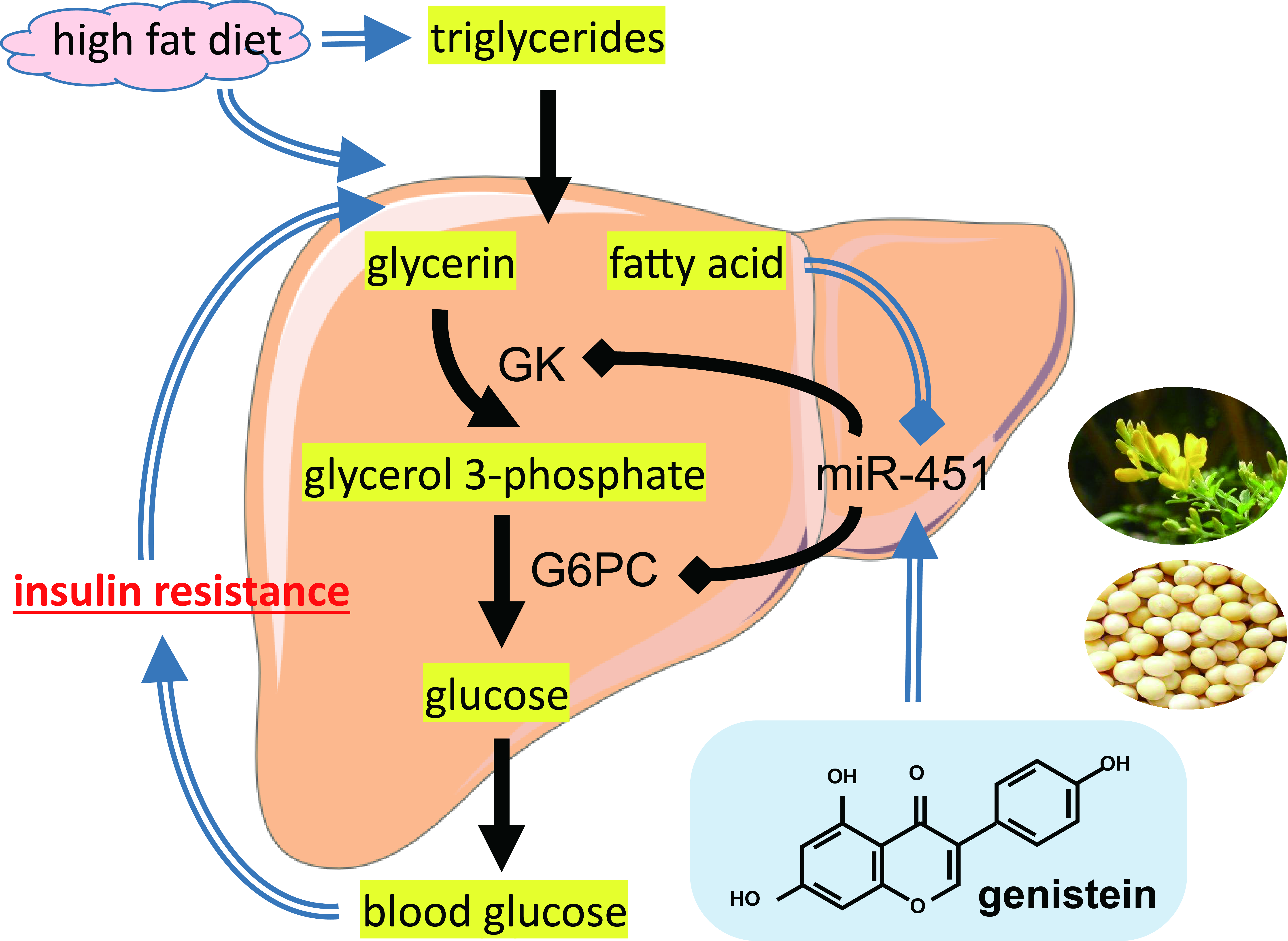 Nutrients | Free Full-Text | Genistein Alleviates High-Fat Diet-Induced  Obesity by Inhibiting the Process of Gluconeogenesis in Mice