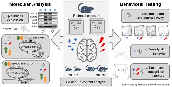 Nutrients | Free Full-Text | Short- and Long-Term Effects of Suboptimal  Selenium Intake and Developmental Lead Exposure on Behavior and Hippocampal  Glutamate Receptors in a Rat Model