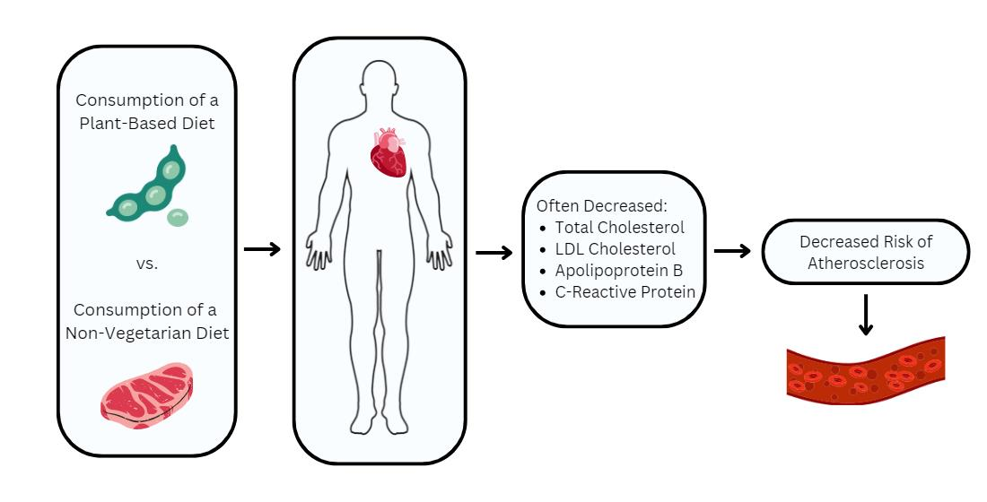 Free Full-Text | Plant-Based Diets and Lipid, Lipoprotein, and Inflammatory Biomarkers of Cardiovascular Disease: A Review of Observational and Interventional
