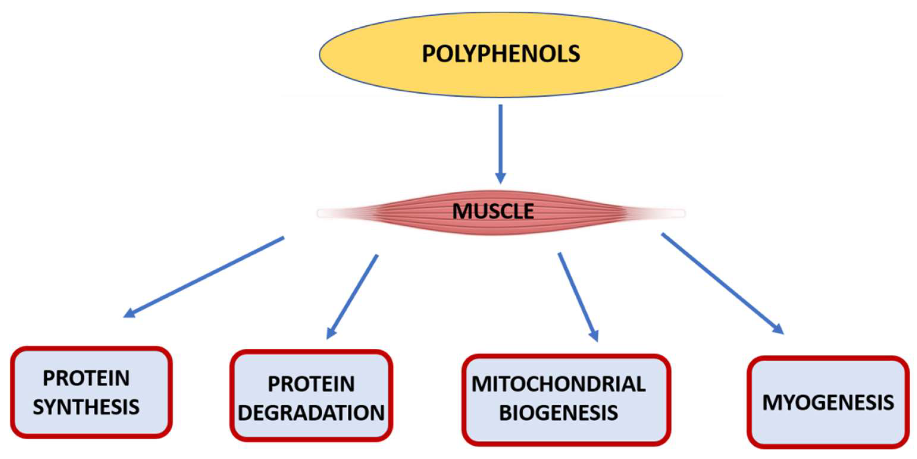 Polyphenols and sports performance