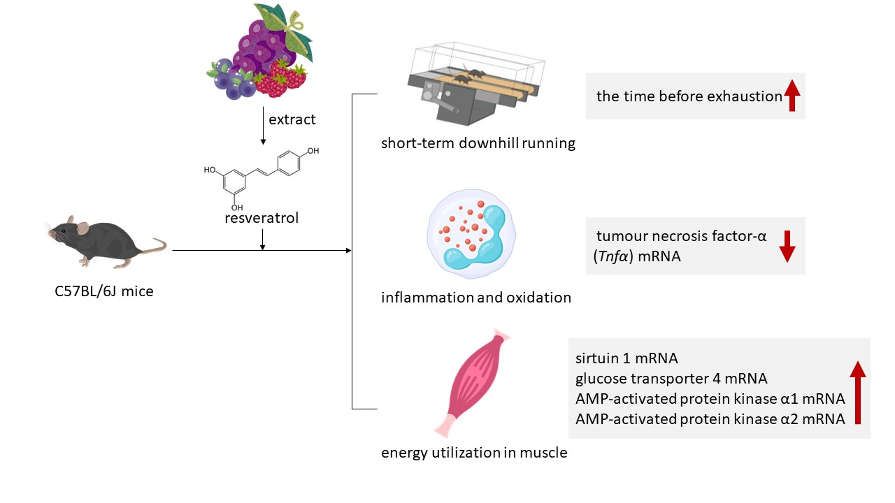 Can Resveratrol Enhance Recovery After Intense Exercise? Can Resveratrol Enhance Recovery After Intense Exercise?