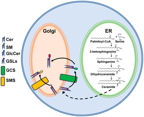 Differential Regulation of Glucosylceramide Synthesis and Efflux by ...