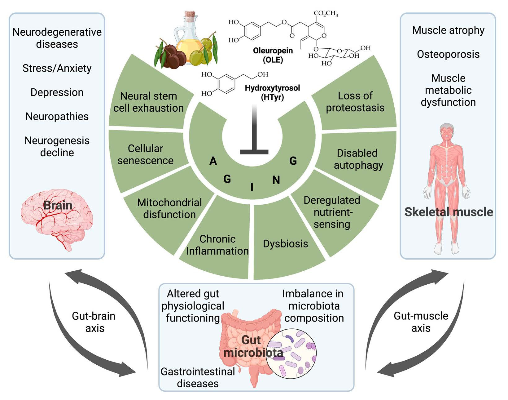 Hydroxytyrosol Hydroxytyrosol