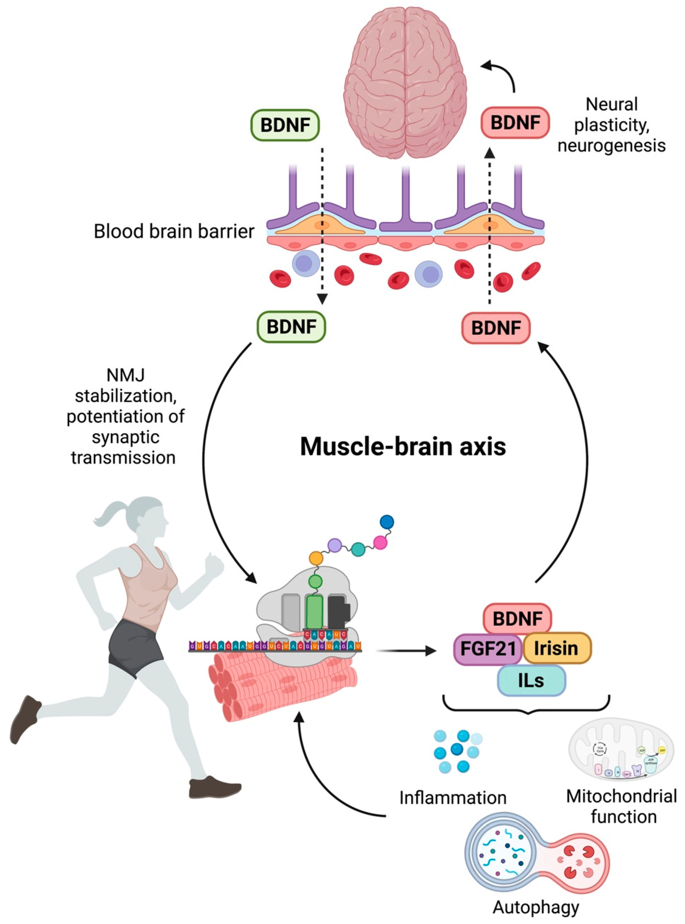 Nutrients Free Full-Text Sarcopenia and Cognitive Decline in Older Adults Targeting the Muscleandndash;Brain Axis pic