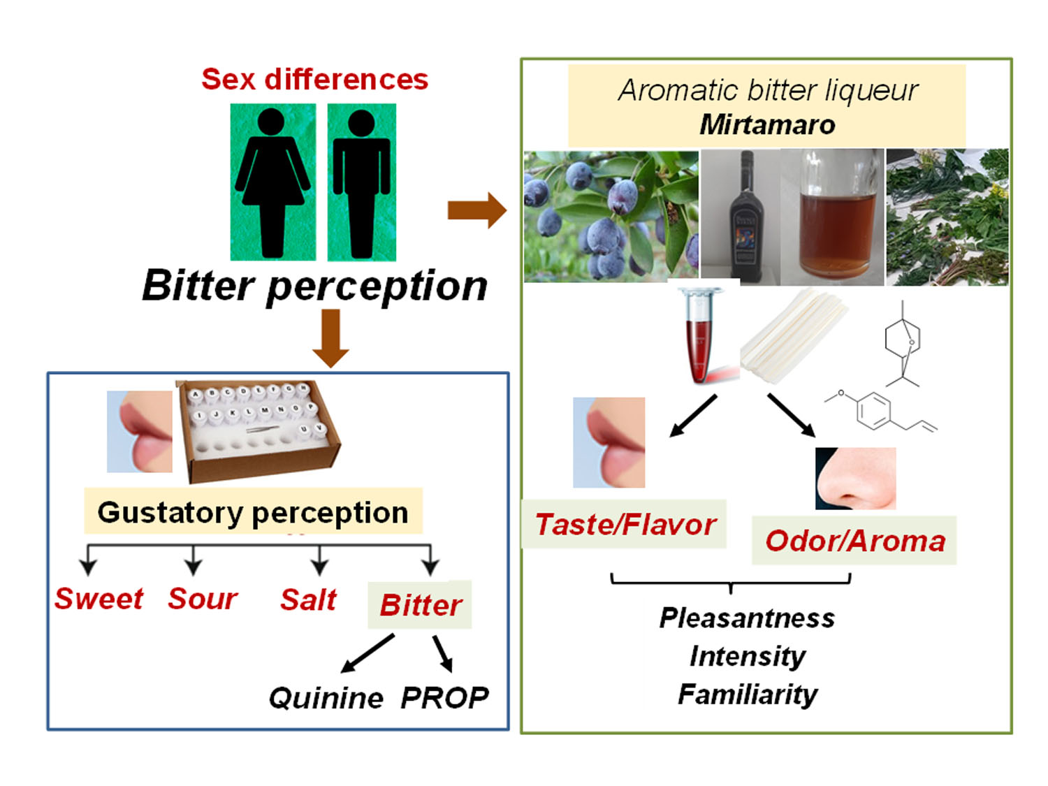 1500px x 1125px - Nutrients | Free Full-Text | Sex Differences in the Bitterness Perception  of an Aromatic Myrtle Bitter Liqueur and Bitter Compounds