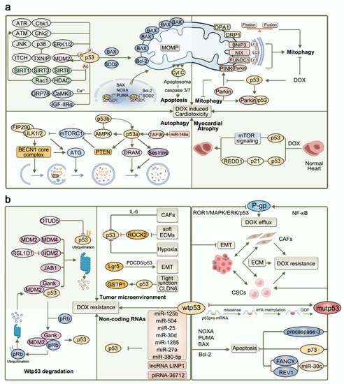 Nutrients | Free Full-Text | p53 at the Crossroads between Doxorubicin ...