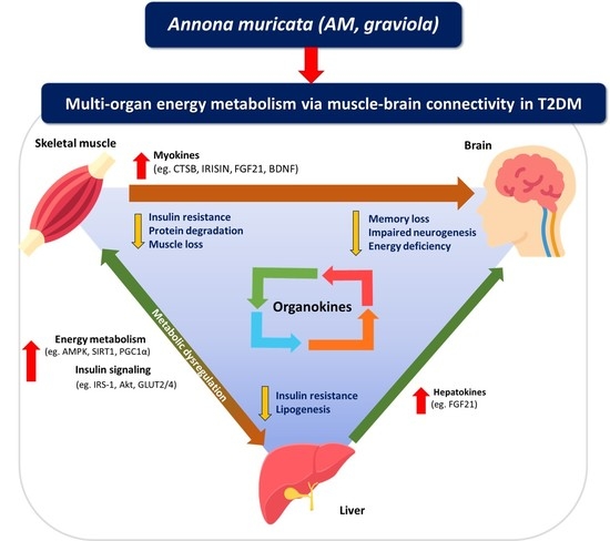 PDF) Neuro-Vulnerability in Energy Metabolism Regulation: A