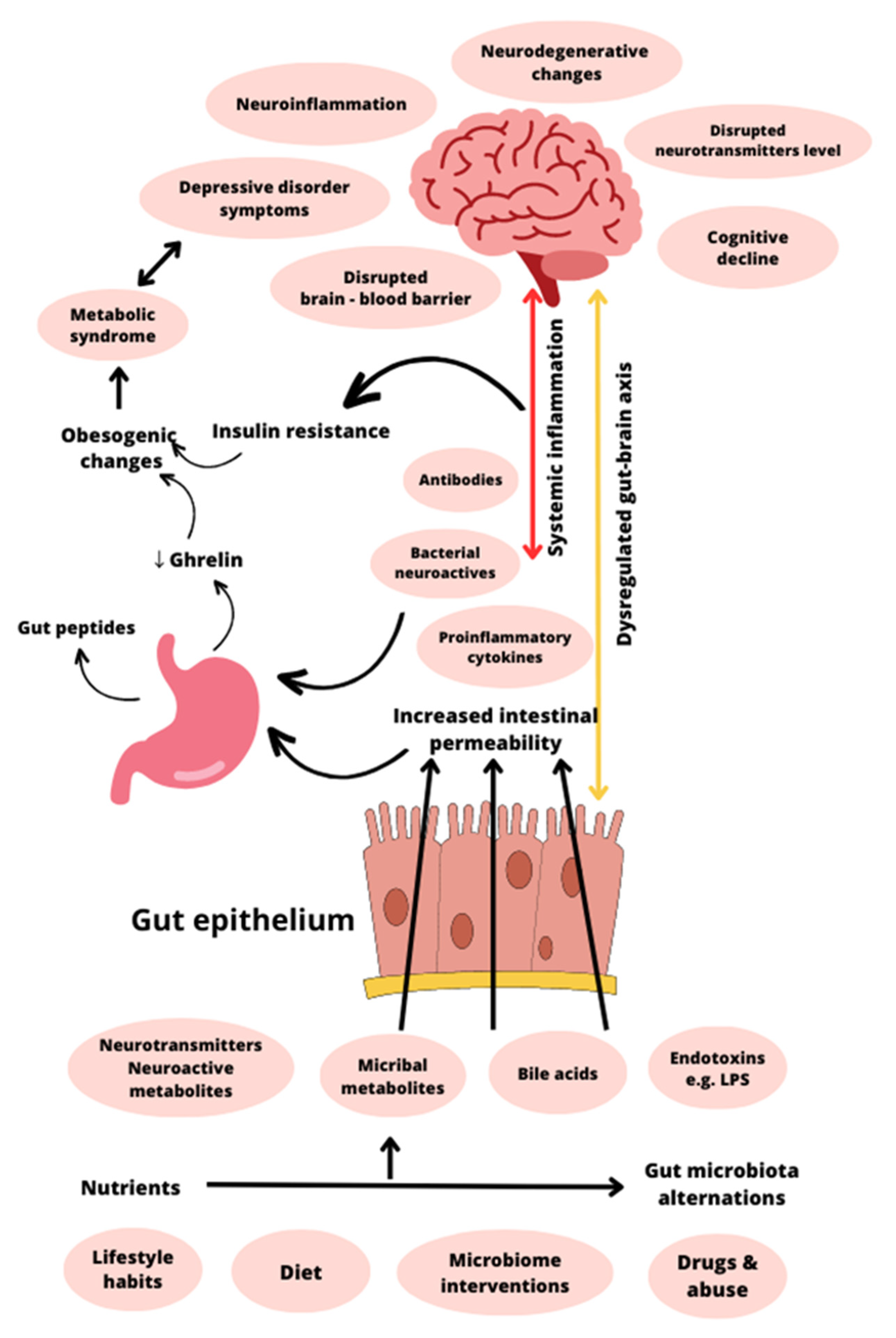 Nutrients Free Full Text Ghrelin as a Biomarker of ldquo