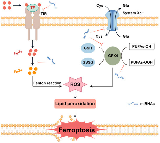 Nutrients | Free Full-Text | Ferroptosis Altered microRNAs Expression ...