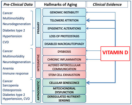   Abstract: Aging is the result of several complex and multifactorial processes, where several agents contribute to an increased intrinsic vulnerabili