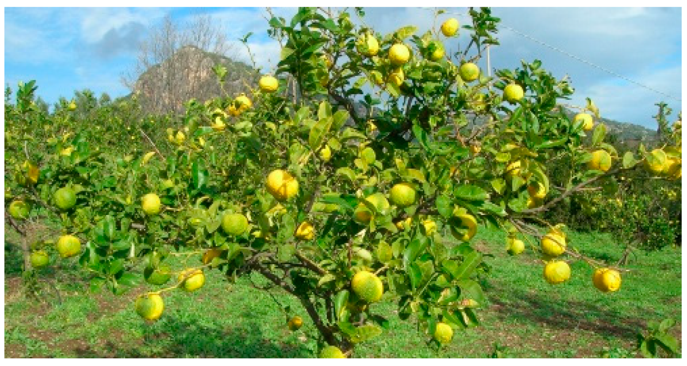 Citrus limon var. pompia Camarda var. nova A Comprehensive Review of Its Botanical Characteristics Traditional Uses Phytochemical Profile and Potential Health Benefits