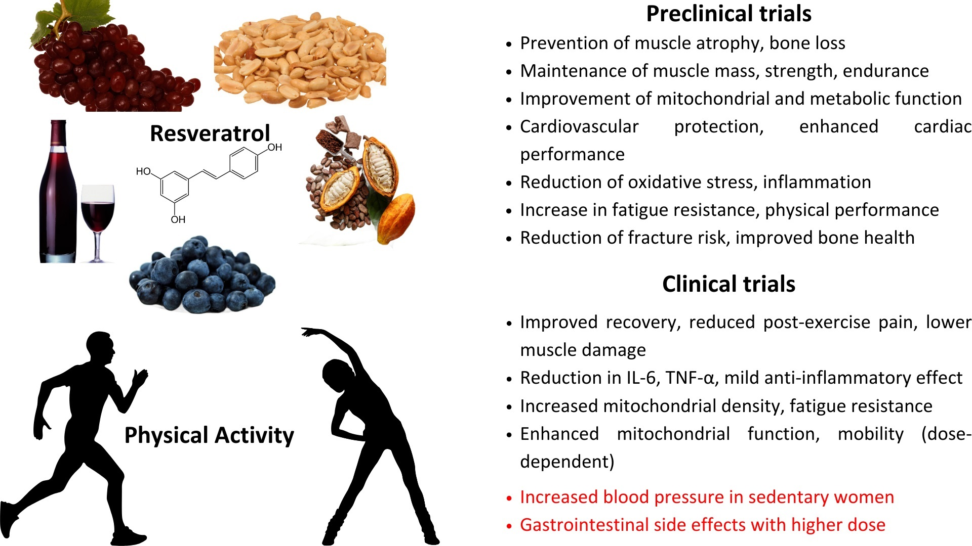 How Does Resveratrol Affect Muscle Endurance? How Does Resveratrol Affect Muscle Endurance?