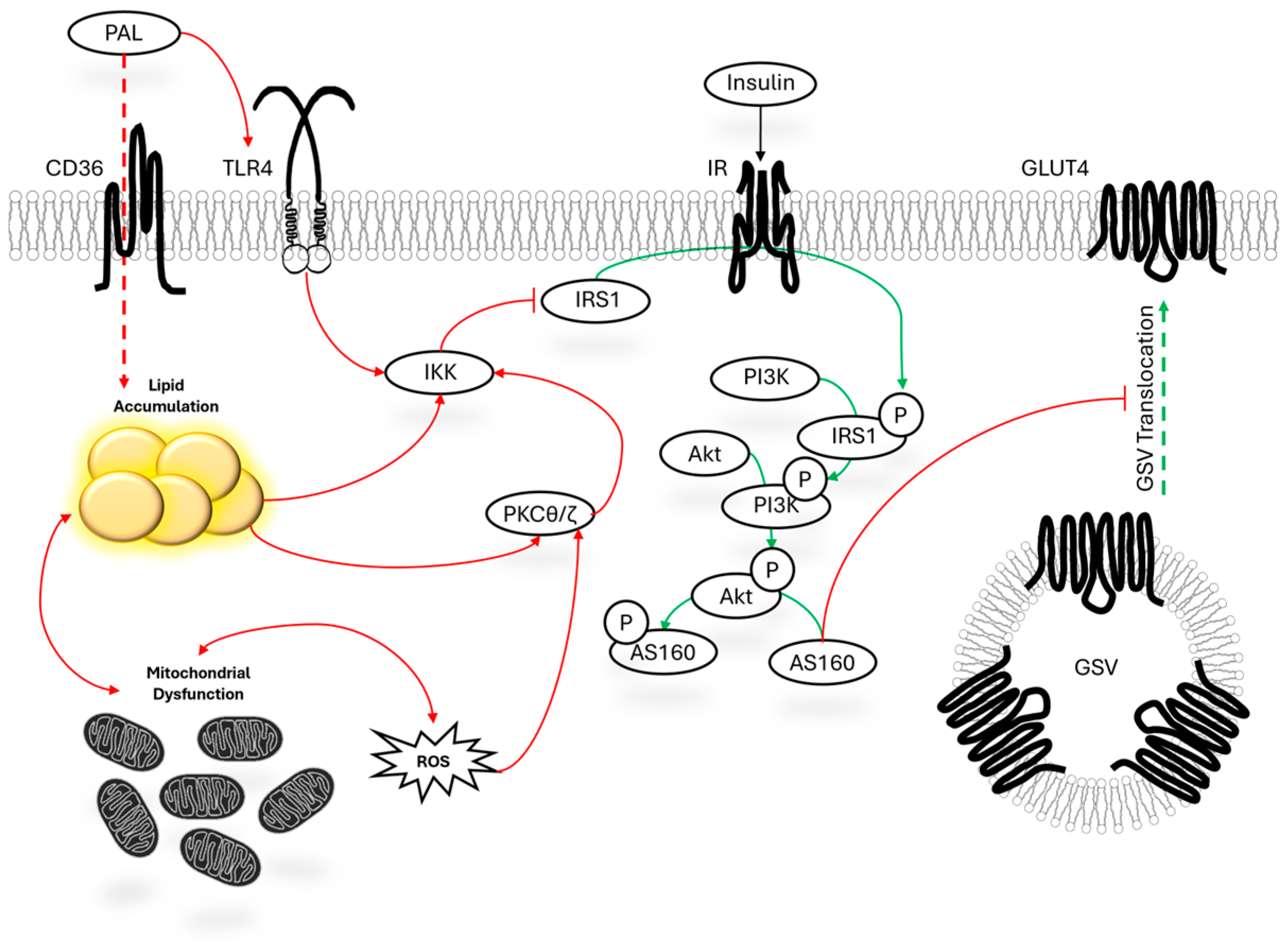 A Systematic Review of Palmitate-Mediated Insulin Resistance in