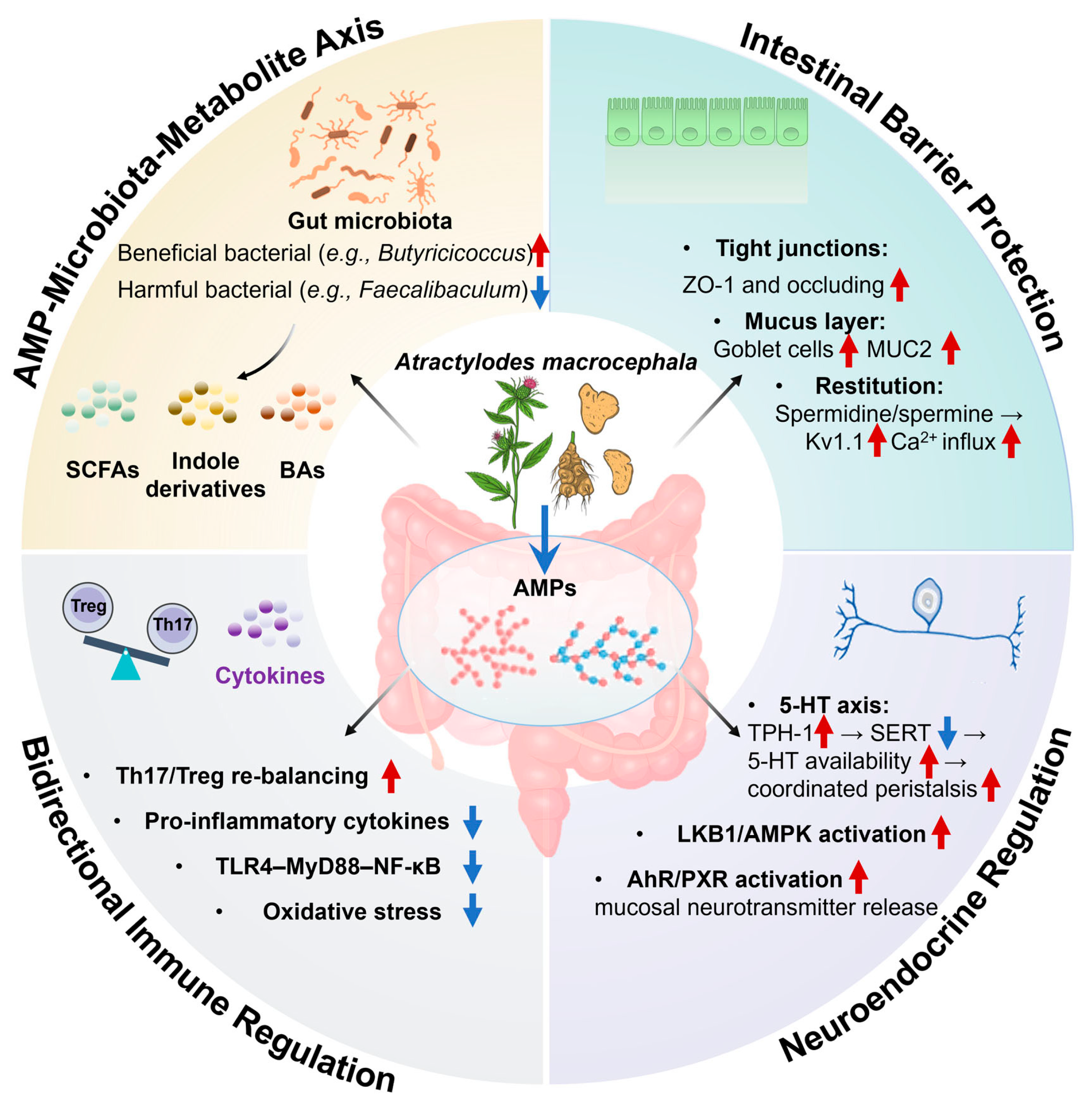 けーえむ　15、31、61、62、91 Polysaccharides from Atractylodes macrocephala: A Review of