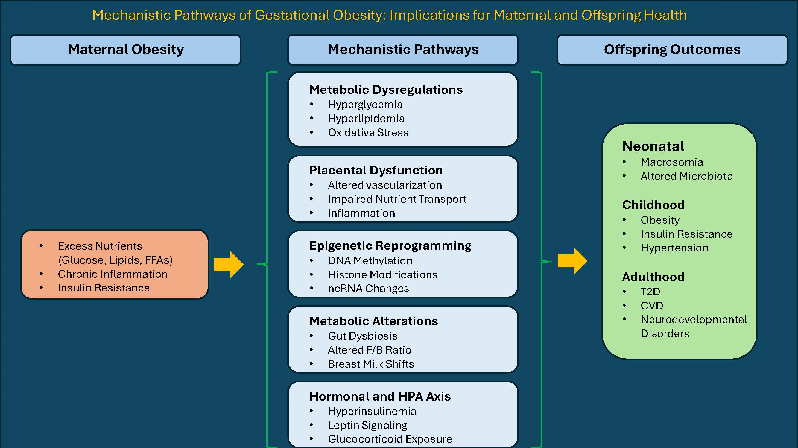 Susan‼️ Mechanistic Pathways of Gestational Obesity: Implications for