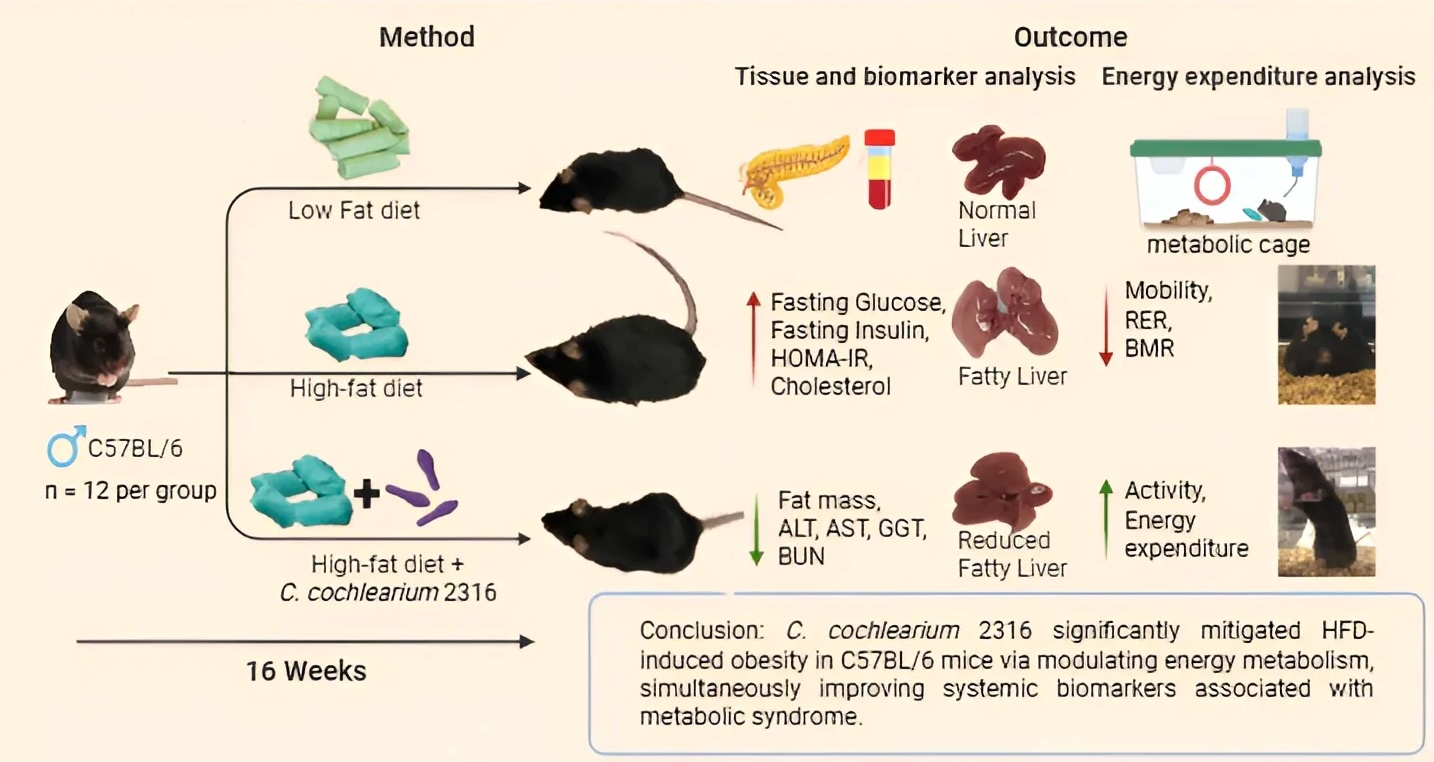 C. cochlearium 2316 Ameliorates High-Fat Diet-Induced Obesity and