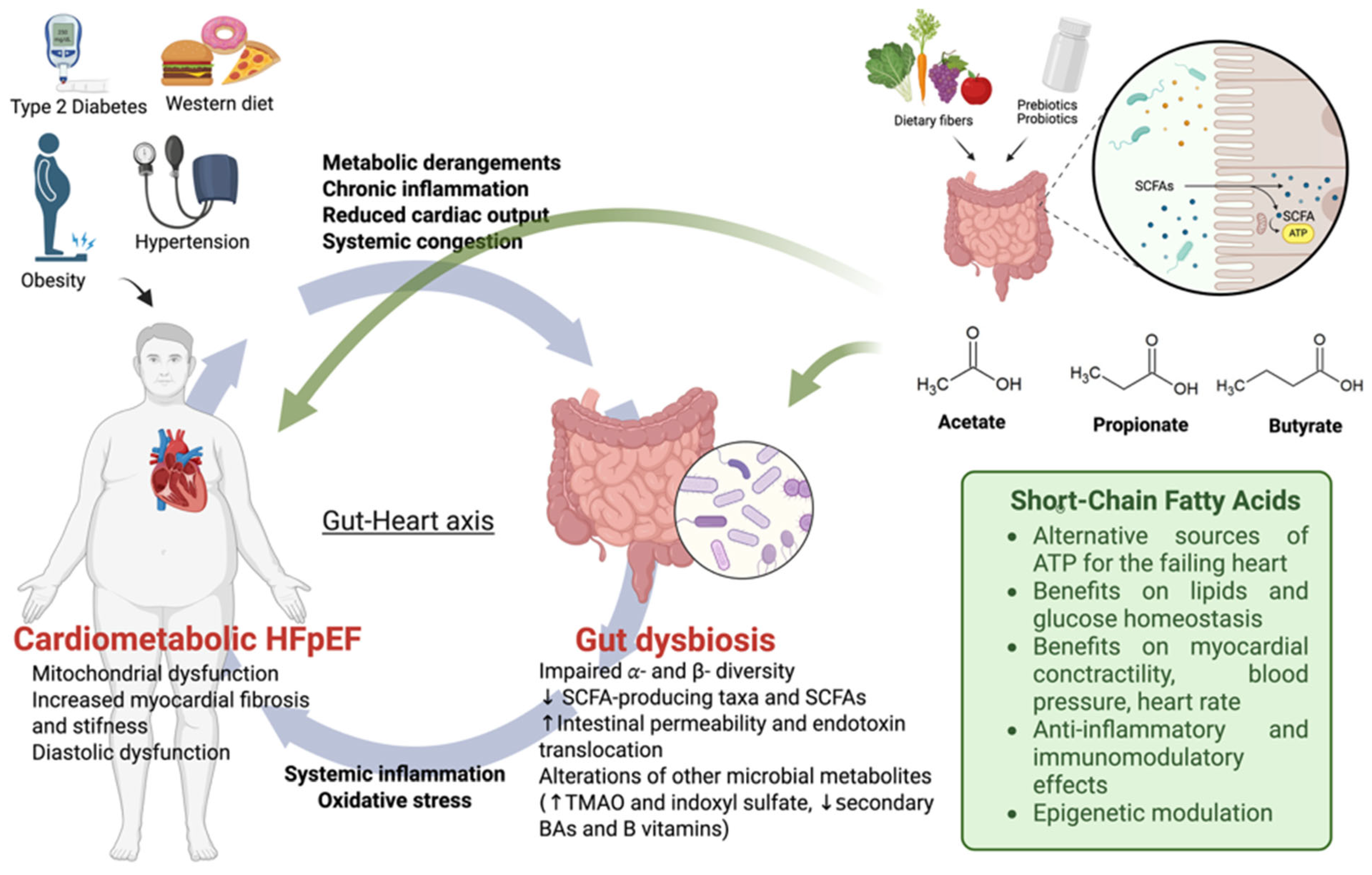 Gut Microbiota and Short-Chain Fatty Acids in Cardiometabolic HFpEF ...