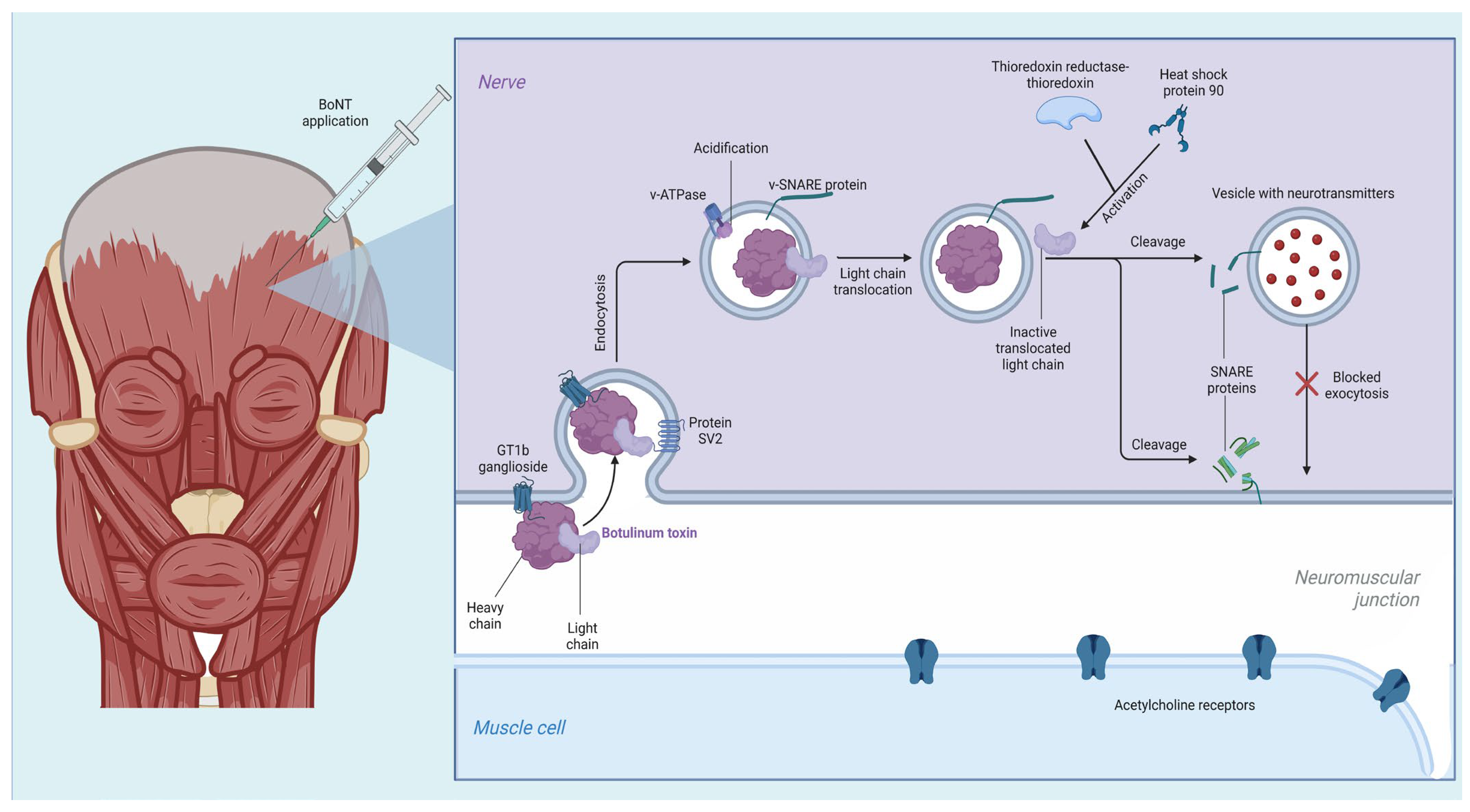 Botulinum Toxin Effects and Its Association with Vitamin and Mineral ...